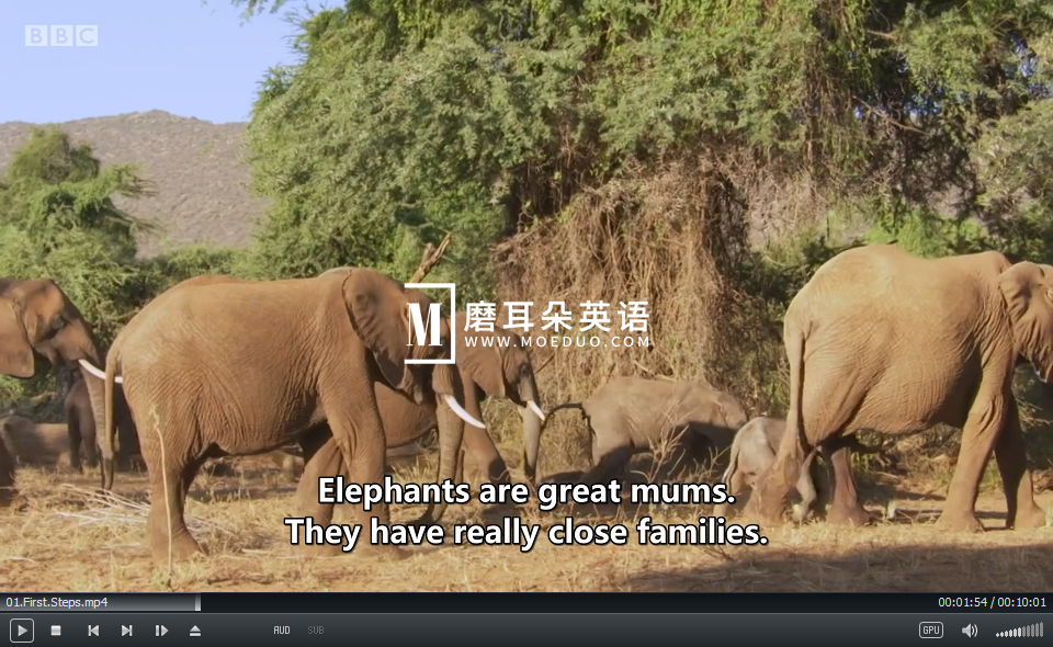 Andy's Baby Animals 安迪和小动物 图片14 Andy's Baby Animals 安迪和小动物 图片13