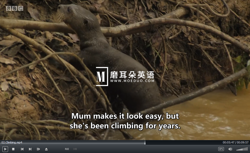 Andy's Baby Animals 安迪和小动物 图片18 Andy's Baby Animals 安迪和小动物 图片17