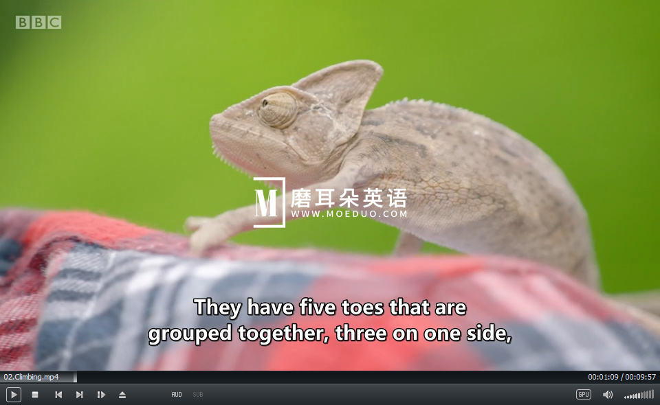 Andy's Baby Animals 安迪和小动物 图片20 Andy's Baby Animals 安迪和小动物 图片19