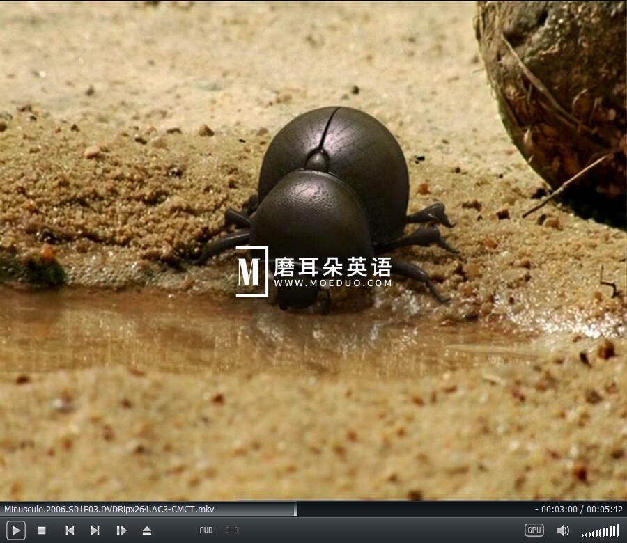 Minuscule 微观小世界 昆虫总动员 图片8 Minuscule 微观小世界 昆虫总动员 图片7