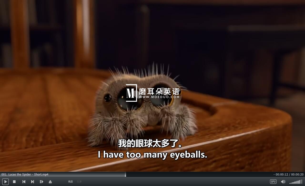 Lucas the Spider 小蜘蛛卢卡斯 蜘蛛卢卡斯 图片7