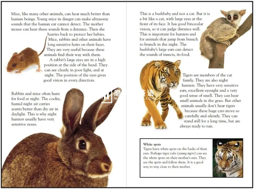 DK儿童百科全书 图片22 DK儿童百科全书 图片21