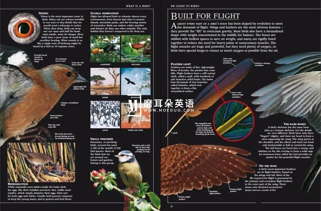 DK儿童百科全书 图片8 DK儿童百科全书 图片7