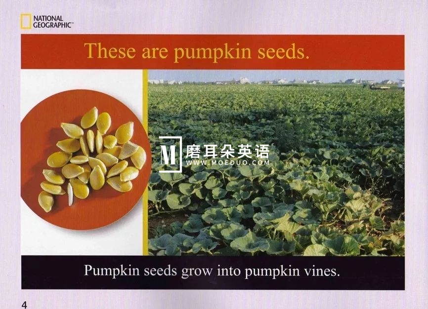 美国国家地理儿童百科 图片14 美国国家地理儿童百科 图片13