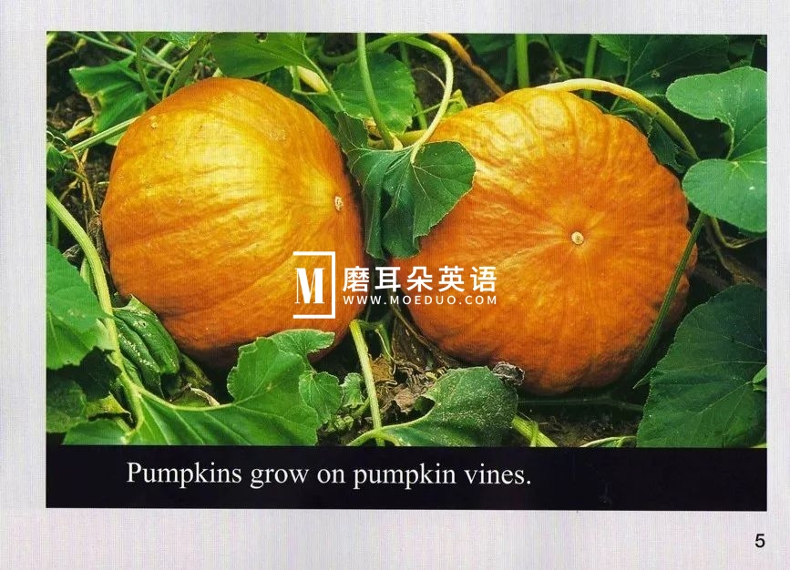 美国国家地理儿童百科 图片16 美国国家地理儿童百科 图片15