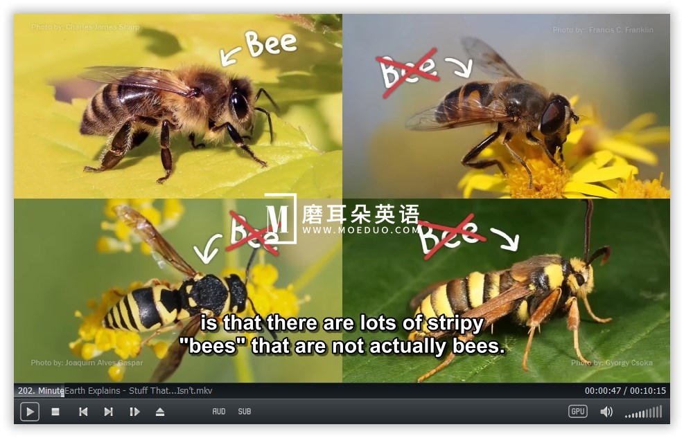 MinuteEarth 分钟地球 图片15