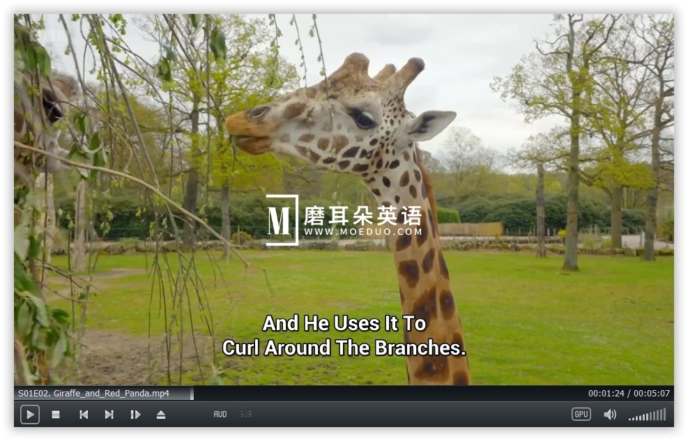 Go Wild 图片4 Go Wild 图片3